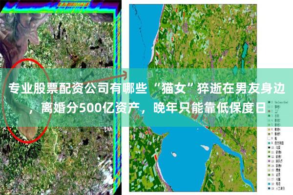 专业股票配资公司有哪些 “猫女”猝逝在男友身边，离婚分500亿资产，晚年只能靠低保度日